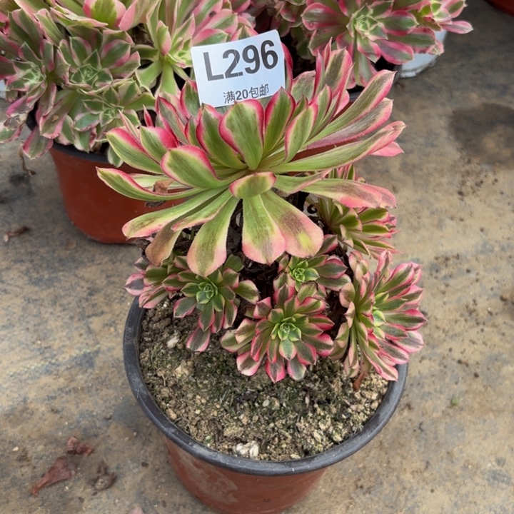 瑞妈多肉园艺296-