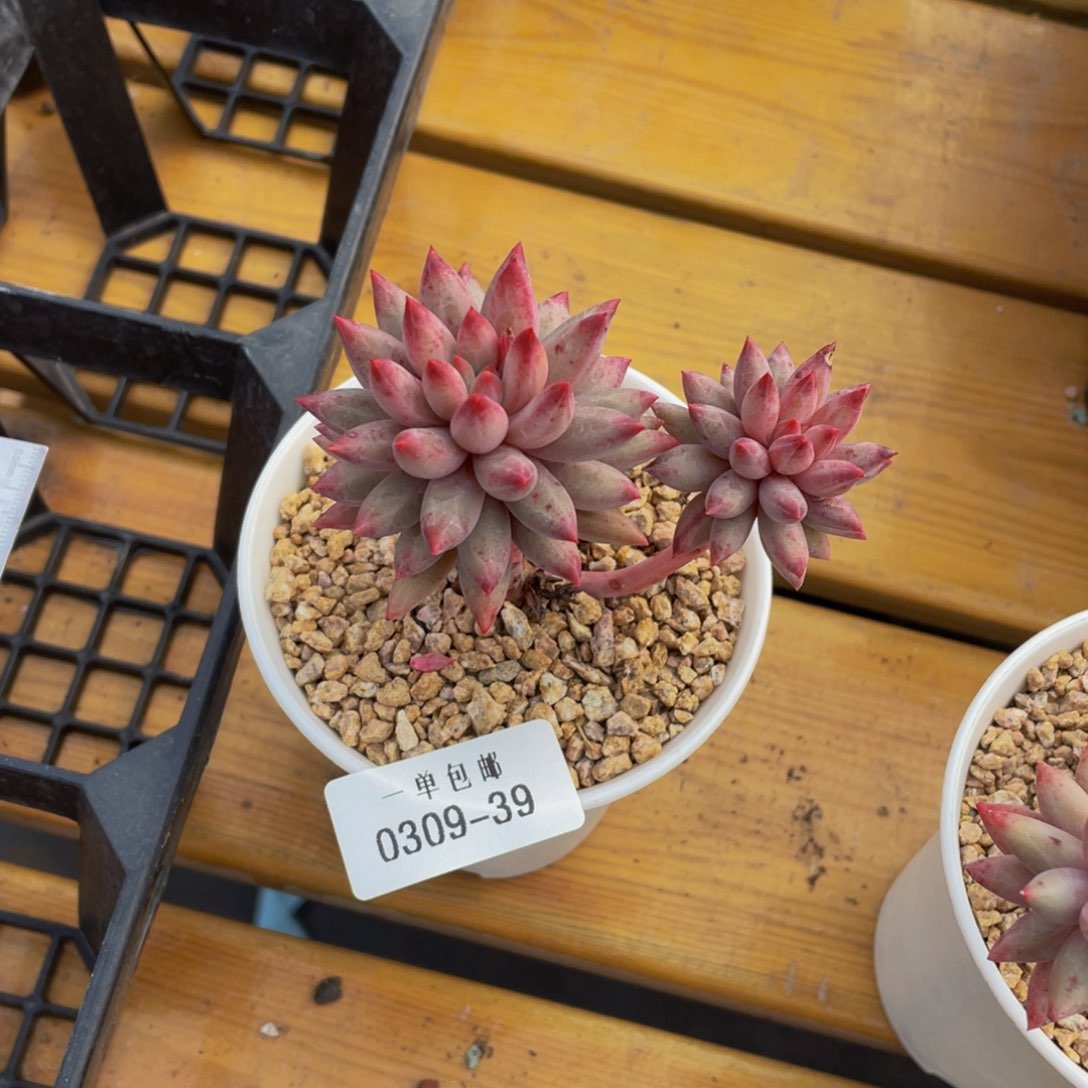 0309-39-虞美人。。。。。。？