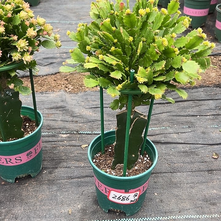 050福利苗蟹爪兰尾号2686