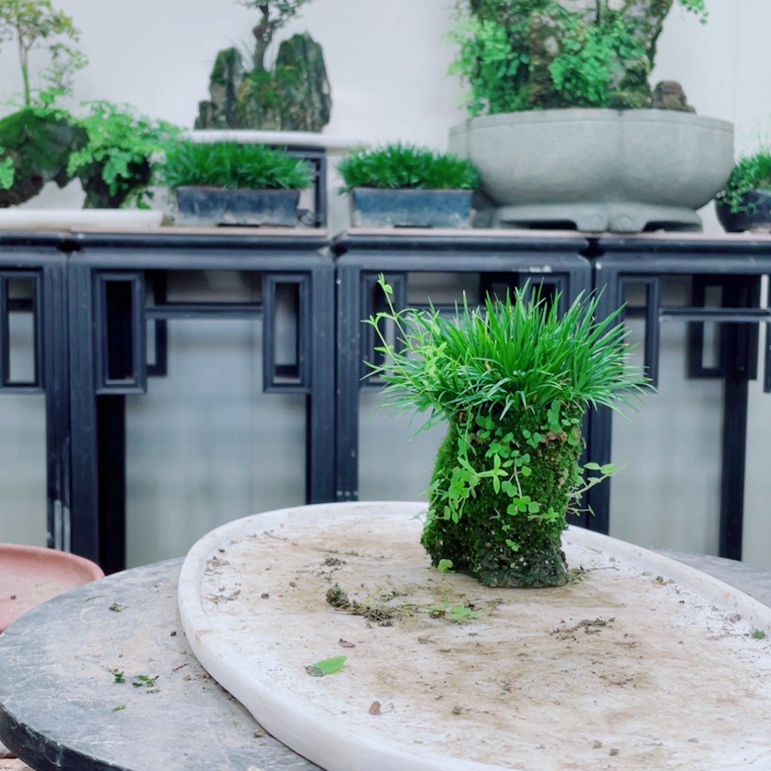 无铅玻璃M*铁线蕨铁线蕨铁线蕨