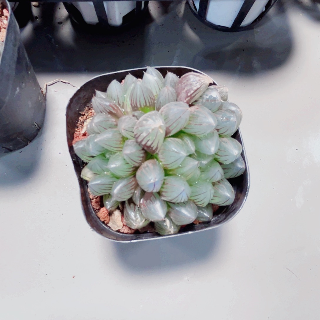 龙爪多肉植物666666