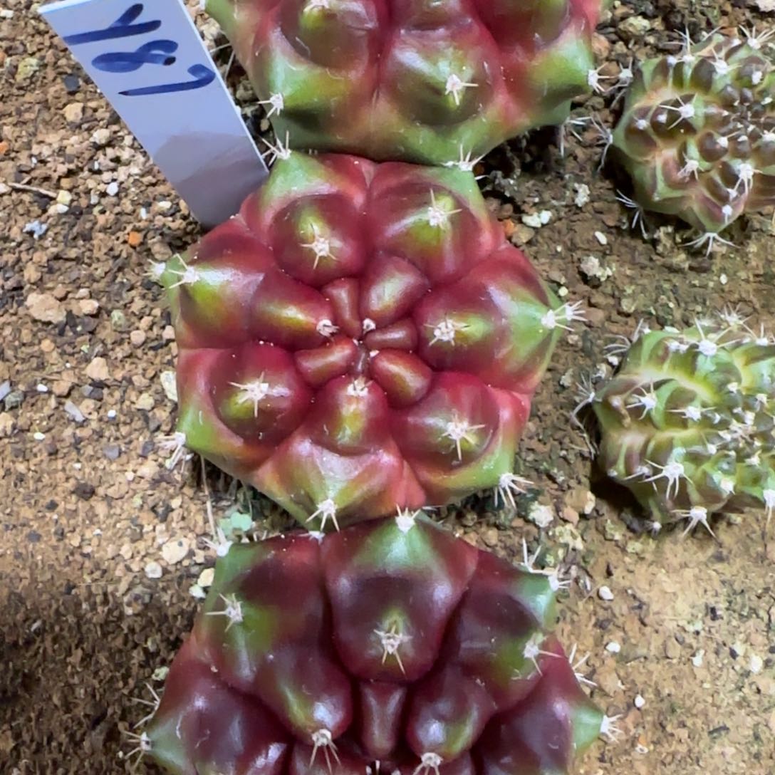 87-0116candy泰国发货多肉