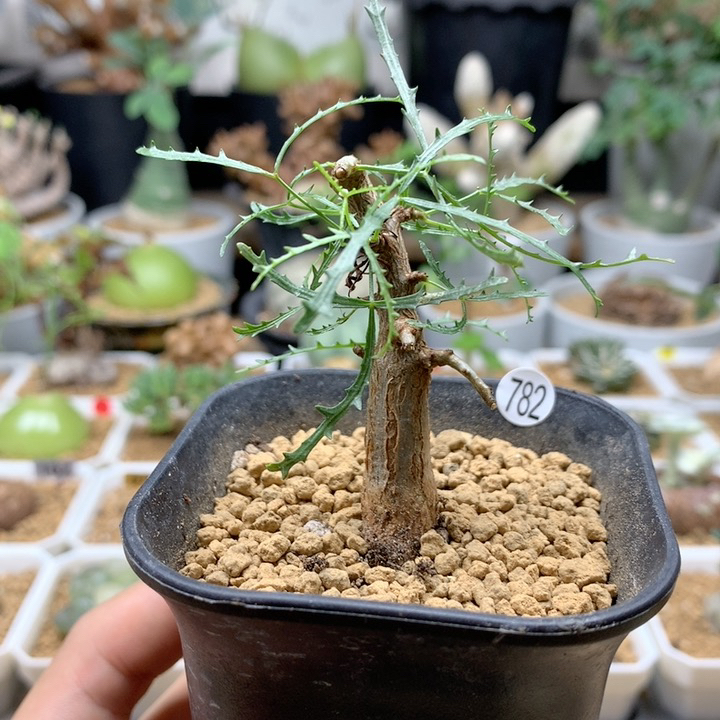 飞羽橄榄实生带盆782