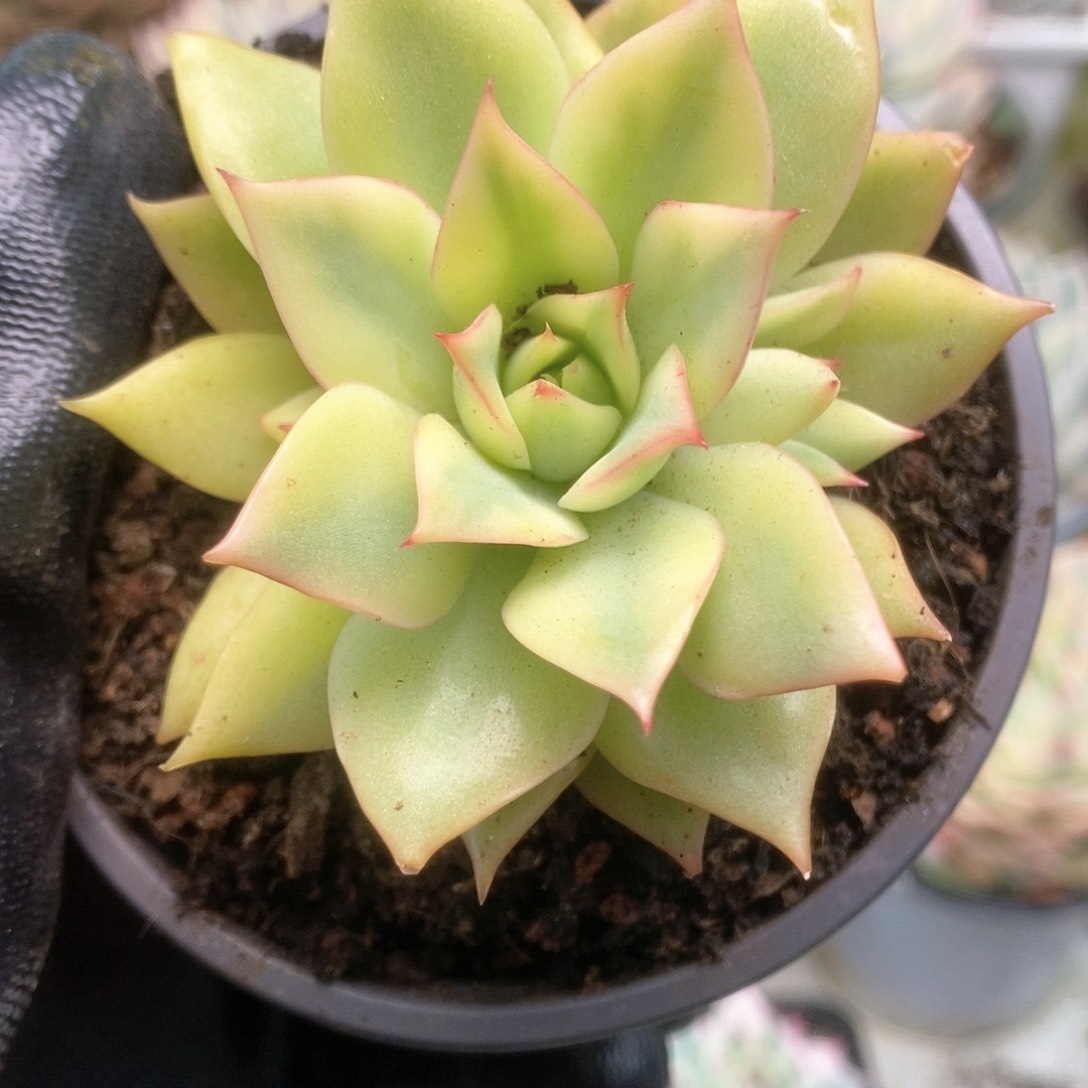 152宝莲灯锦锦锦锦锦锦