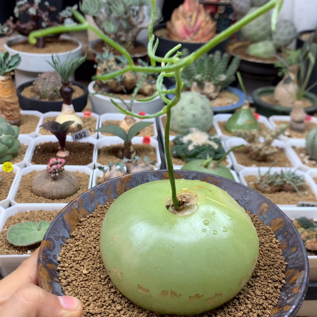 大苍角殿脱土8cm多肉