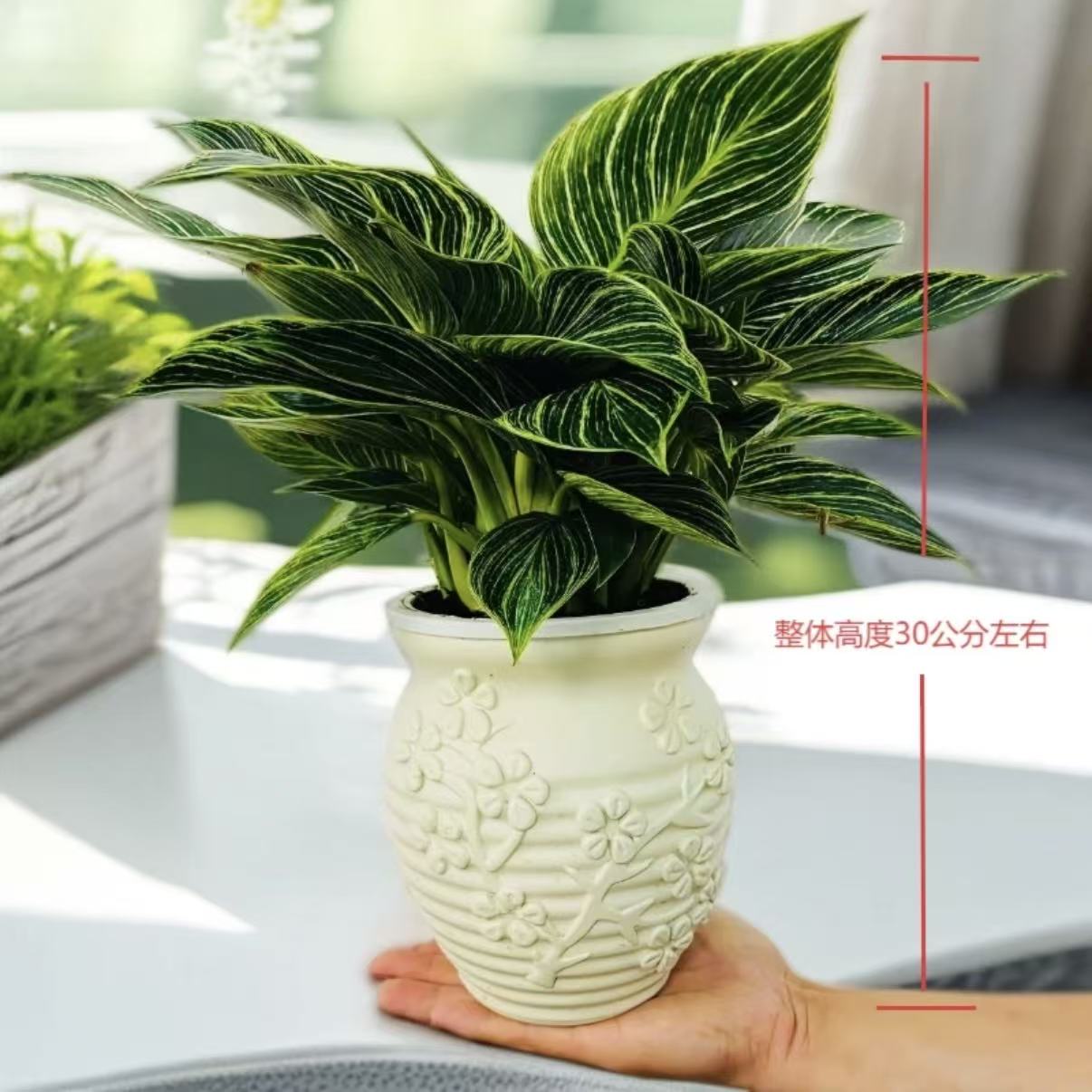【带浮雕盆】铂金钻盆栽室内绿植四季好养活净化空气吸除甲醛