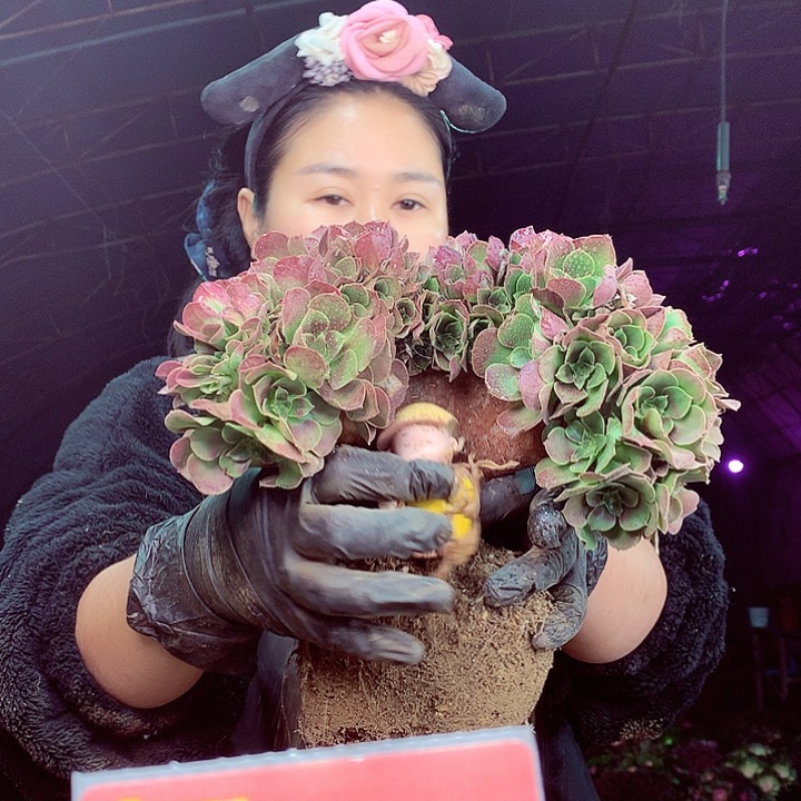柒柒精品多肉脱土发货不包断侧枝281