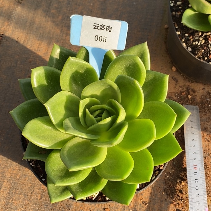 翠花直播福利005号哦