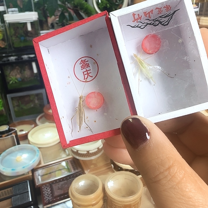 艺***童山竹➕柬竹啊啊啊啊啊