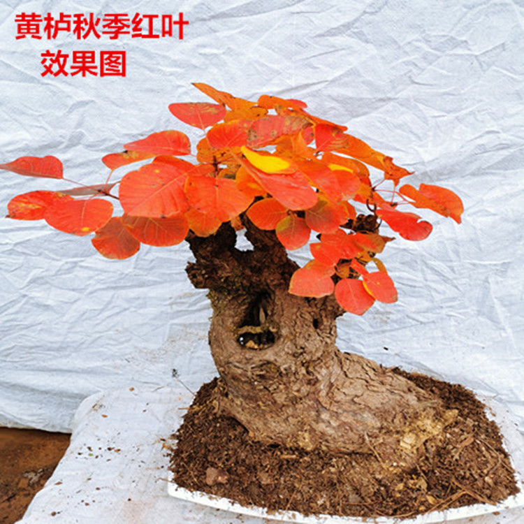 《盆友之缘专属》小微盆景一物一拍-看好再拍