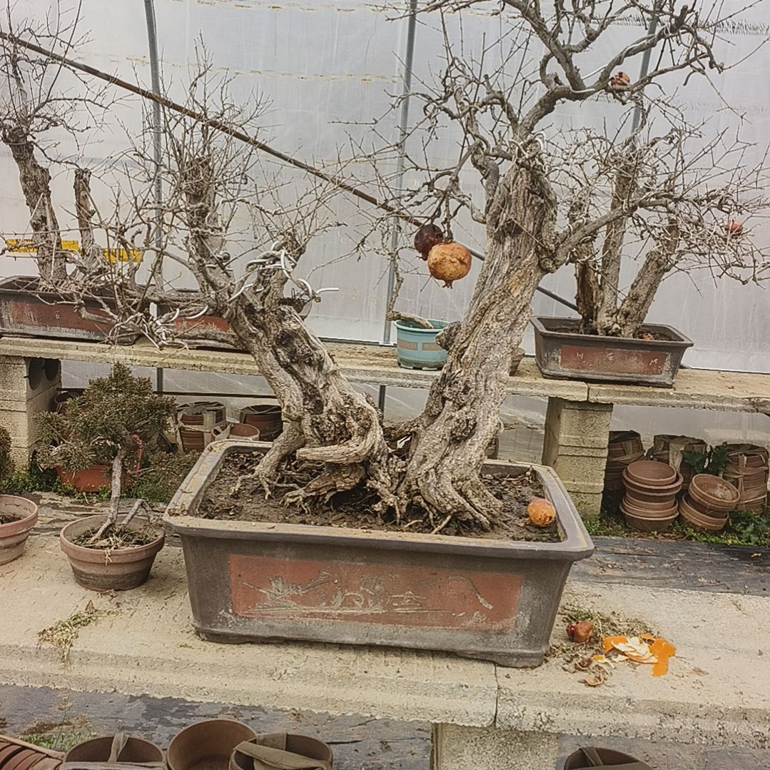 以实际为准山石榴老桩盆景不包邮