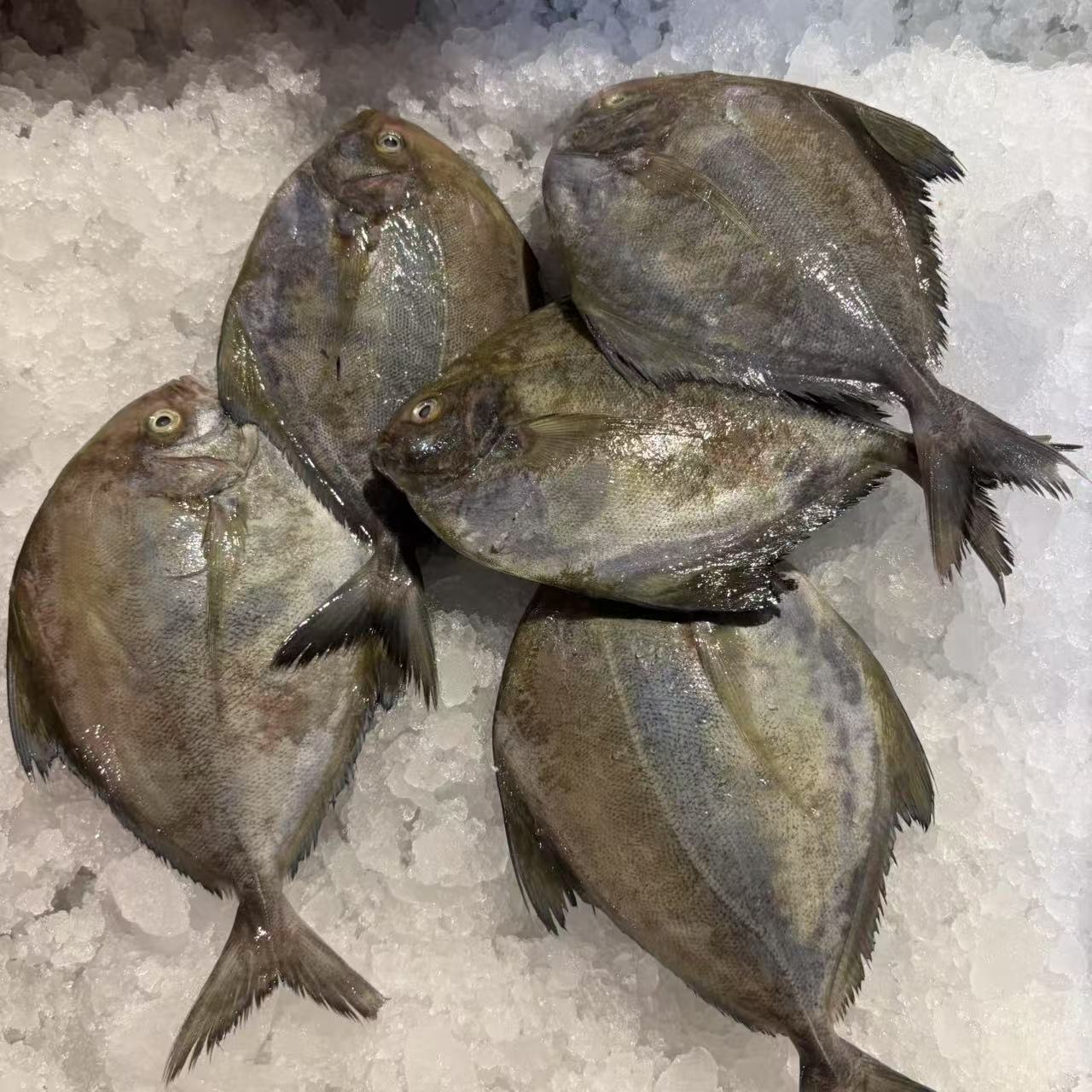 黑鲳鱼 3斤（一斤3条左右）顺丰冷链发货