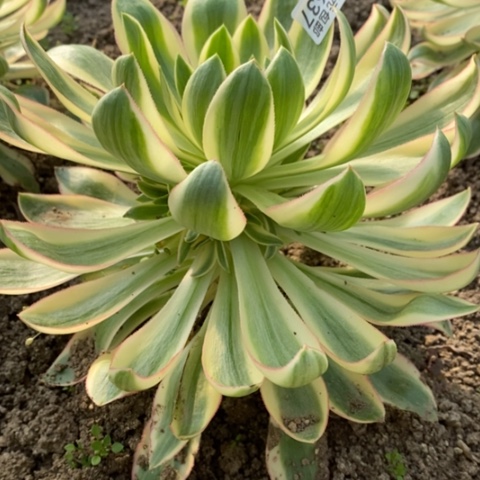 637青莲满25包邮多肉