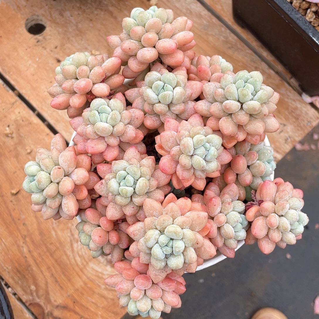 多肉植物多肉植物