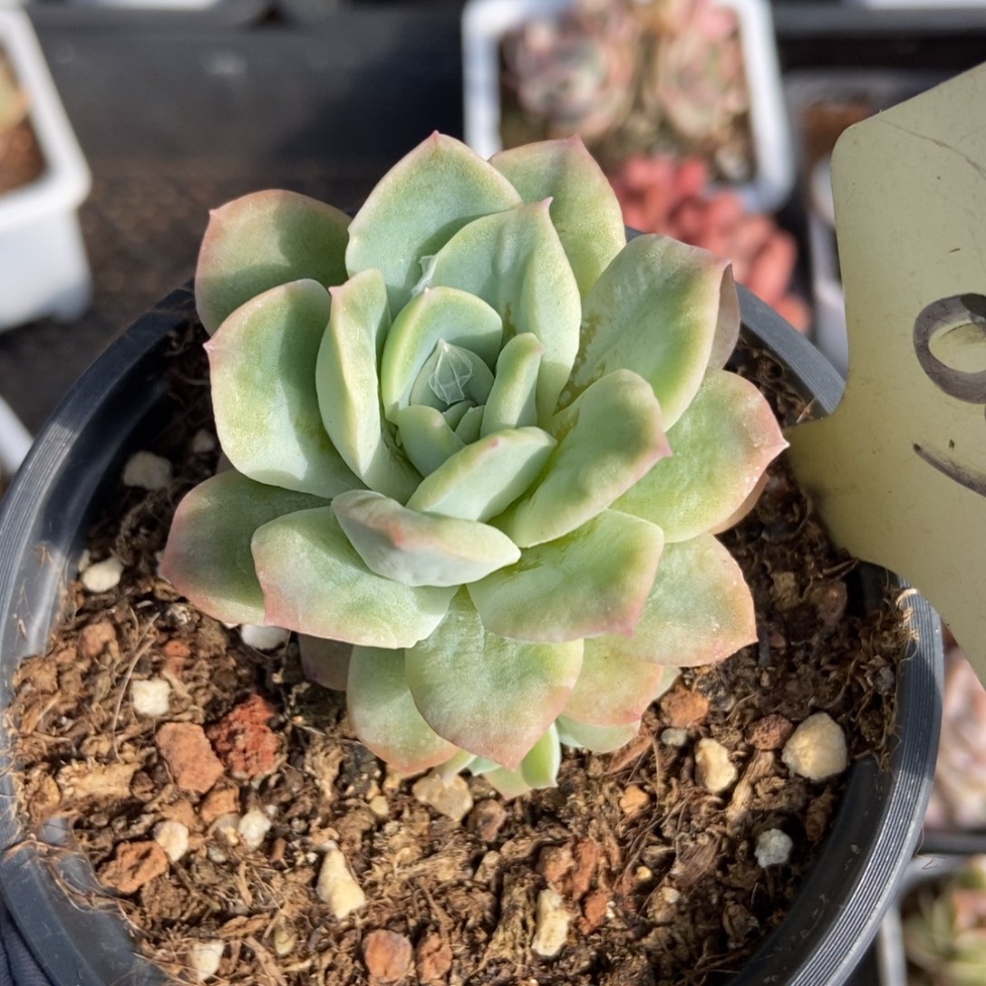 030泡泡纱多肉植物