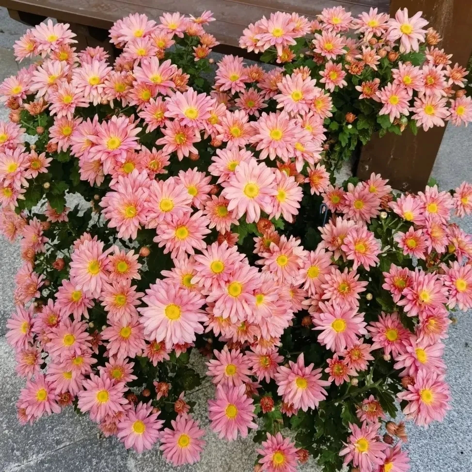球菊【光点三文鱼）花苞发货菊盆栽四季好养耐寒耐热阳台庭院花卉