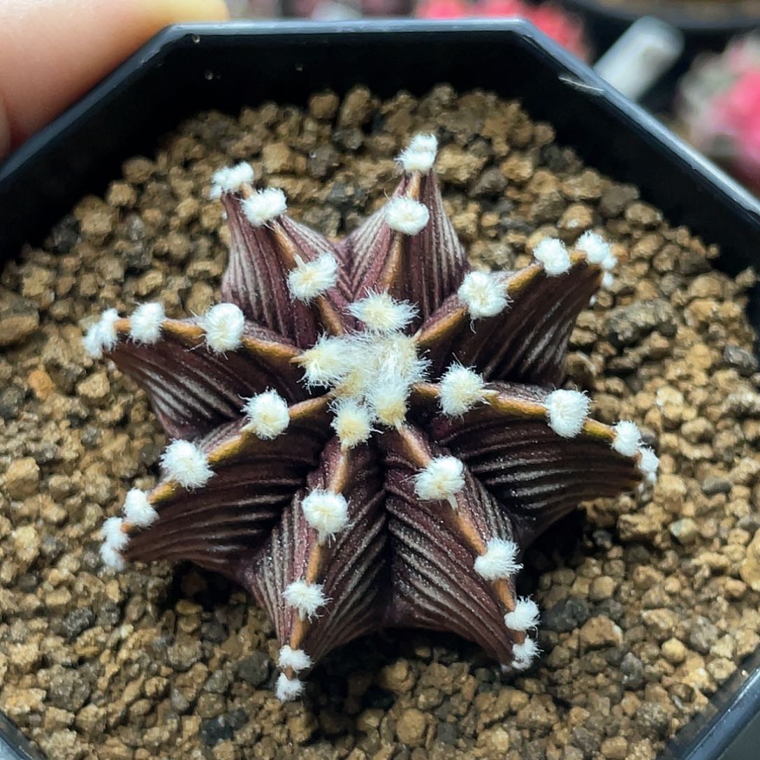 泰系实生根，高绒黑肋骨