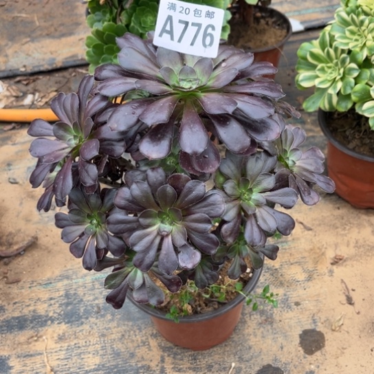 776黑元叶不包断枝