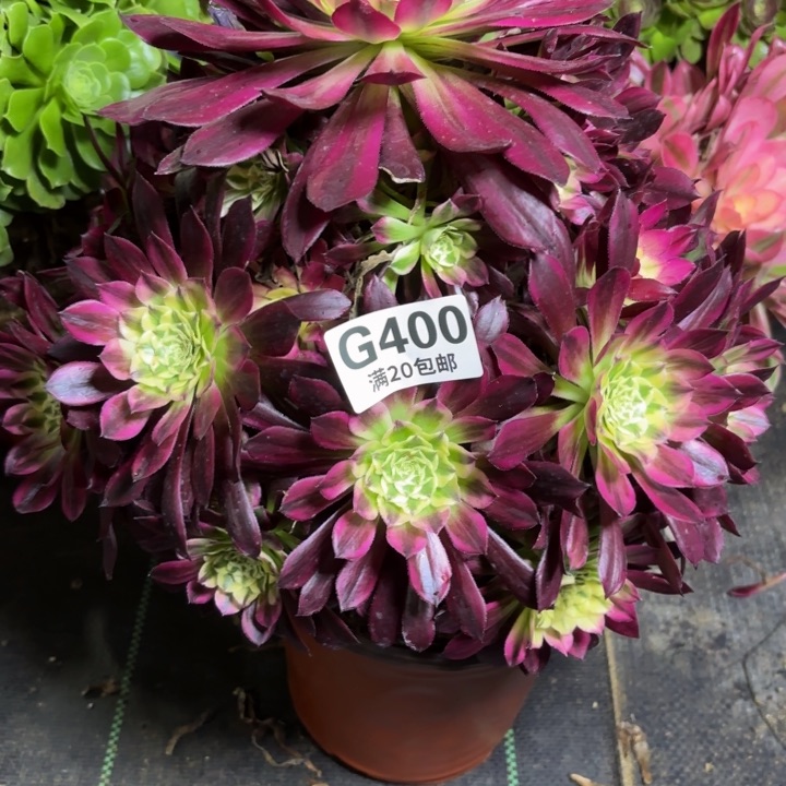 瑞妈一物一拍400