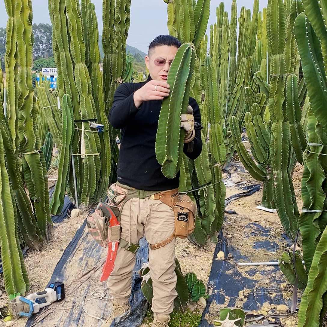 秘鲁苹果高度60厘米左右无根现砍量拍不旋