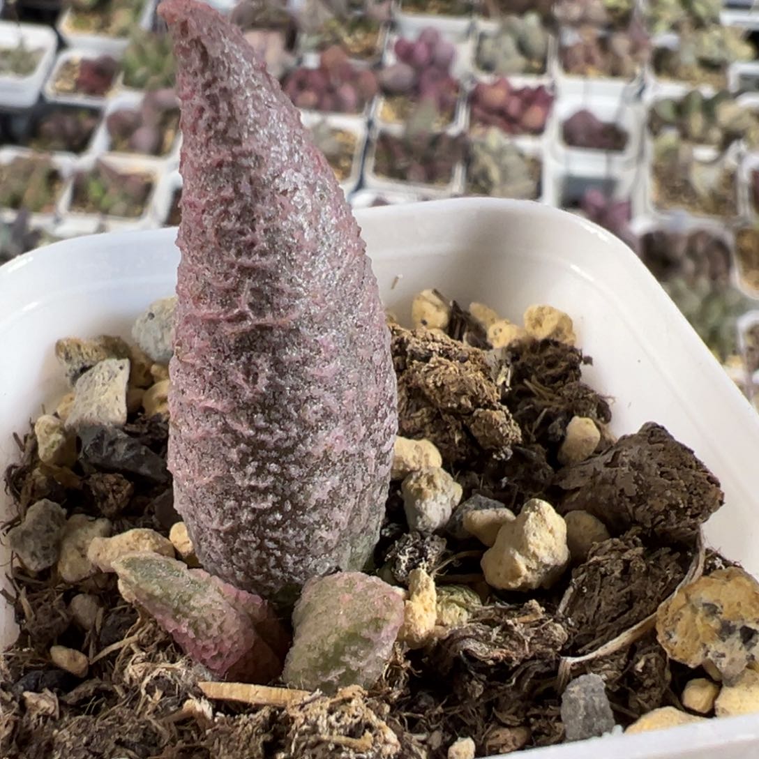 融化纹冰激凌大苗多肉植物水泡