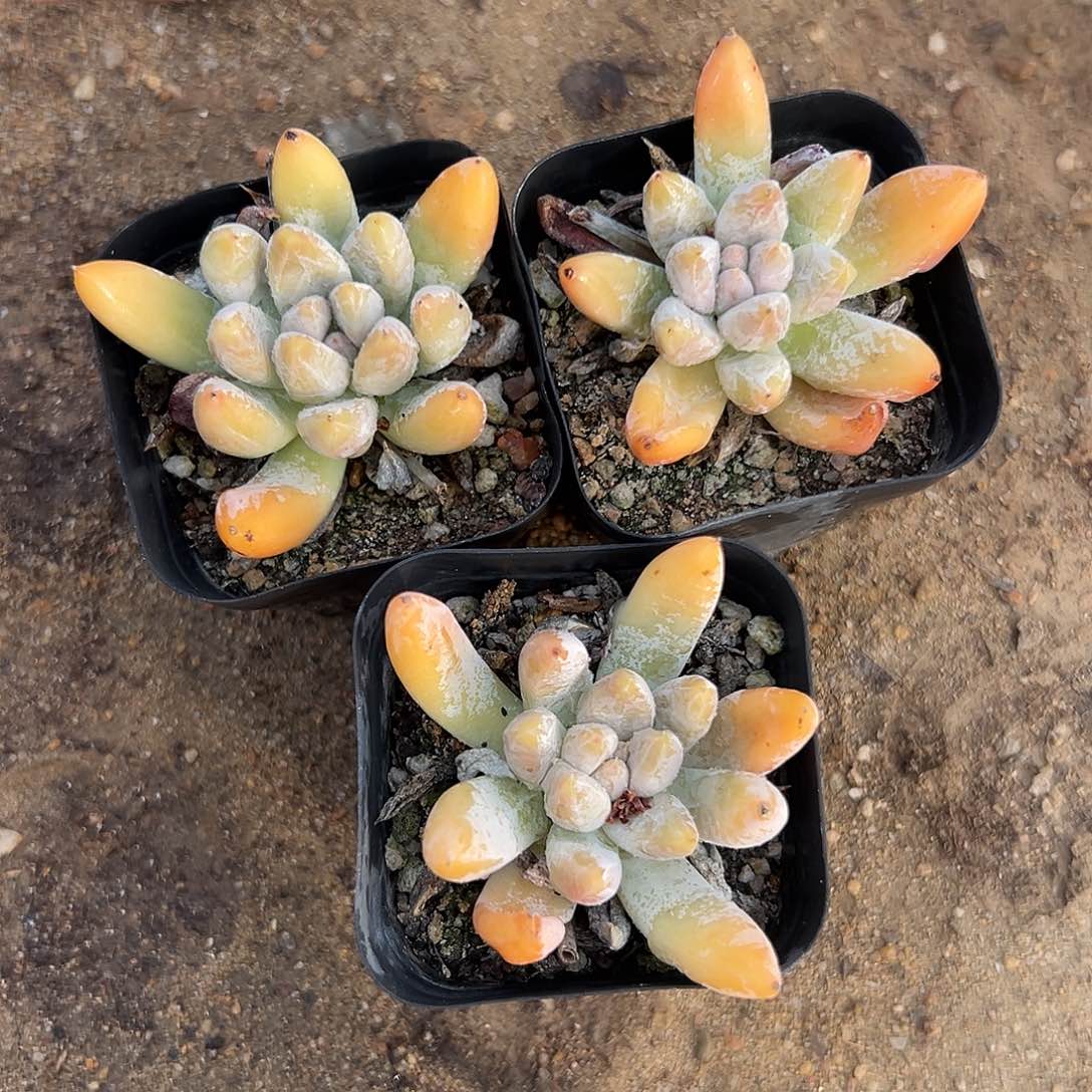 多肉植物三颗杜里万