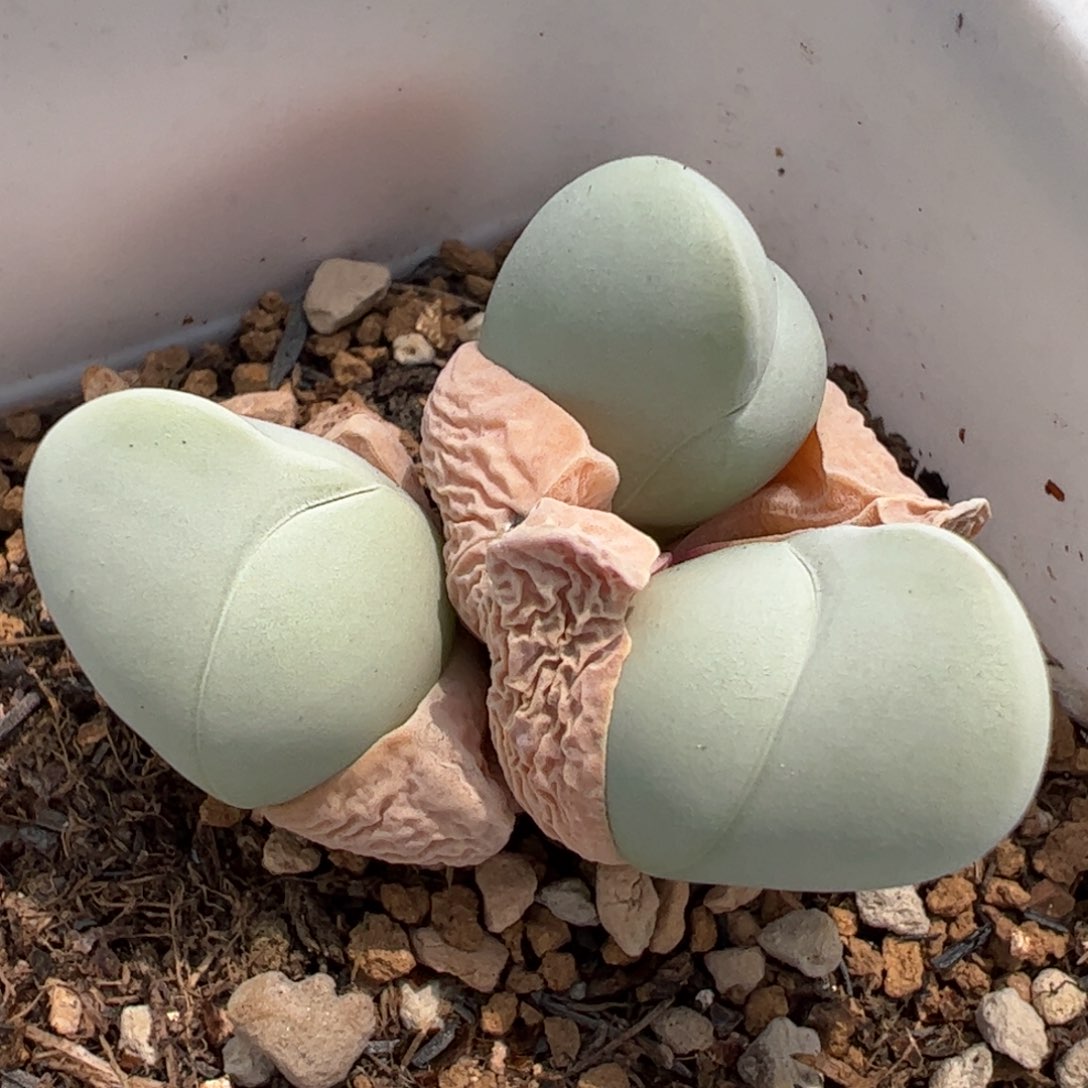 081多肉植物百科
