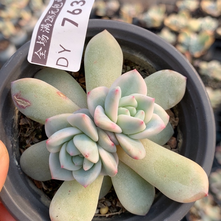 星星锦多肉植物有