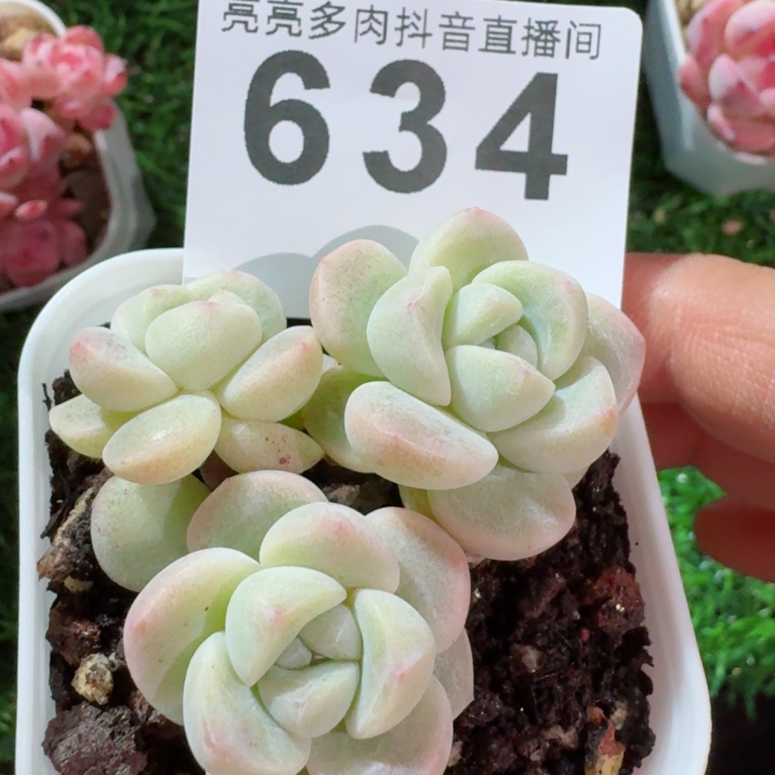 冰玉糖心         精品多肉