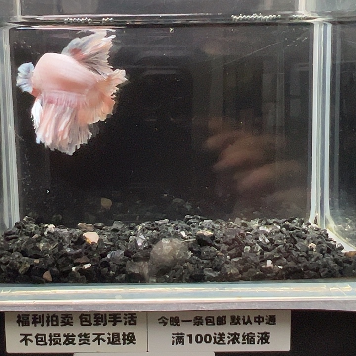 斗鱼跑单拉黑21日31