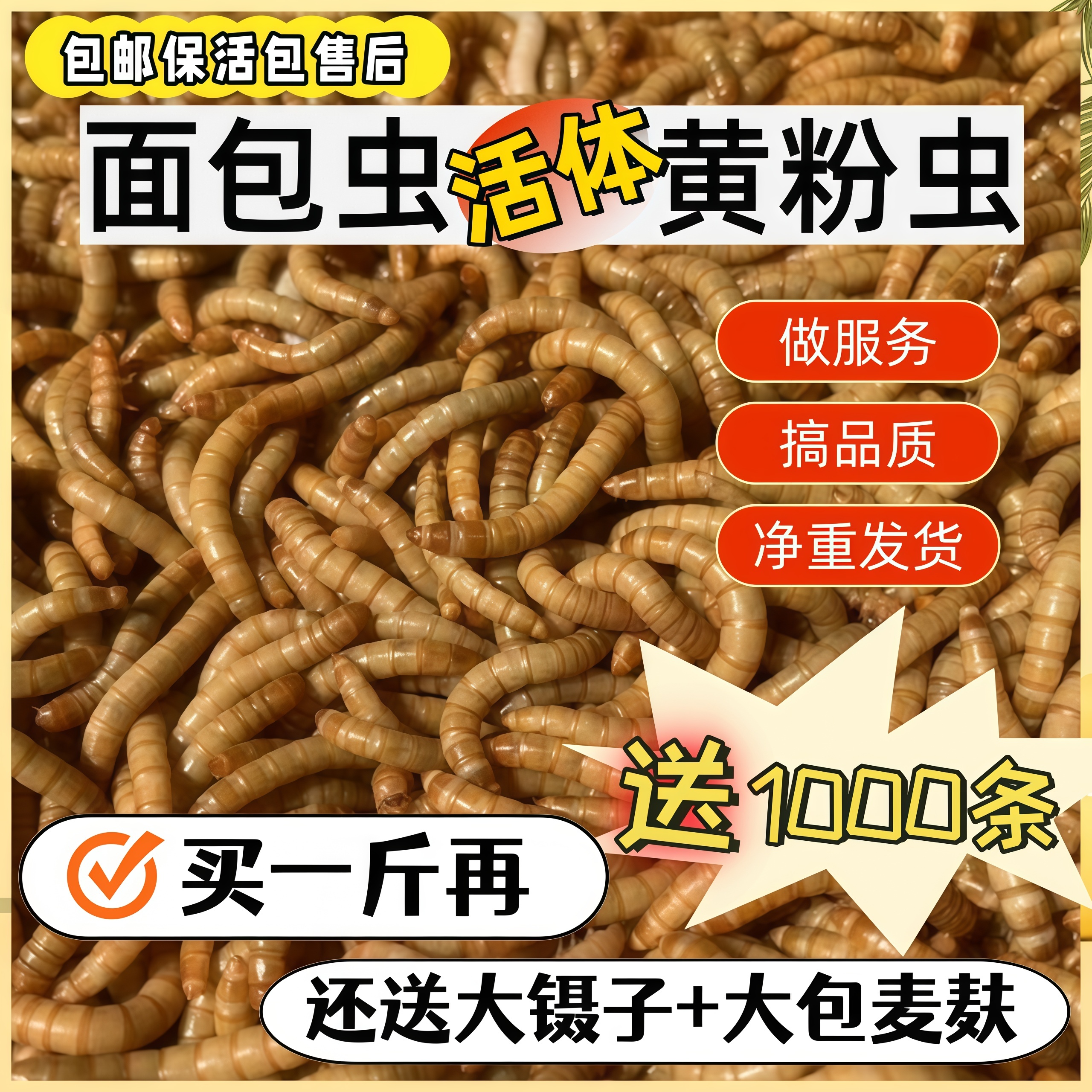 面包虫活虫鲜活黄粉虫包邮鸟食守宫画眉宠物食品钓鱼饵料高蛋白虫