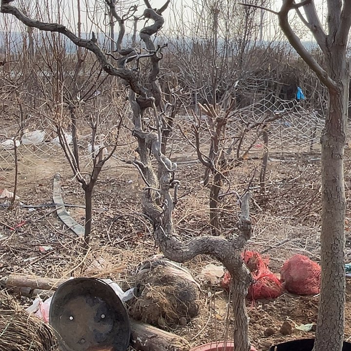 无花朵枣树盆栽，一物一拍