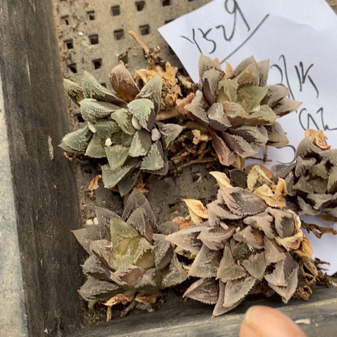 529 一颗白帝城 超级福利