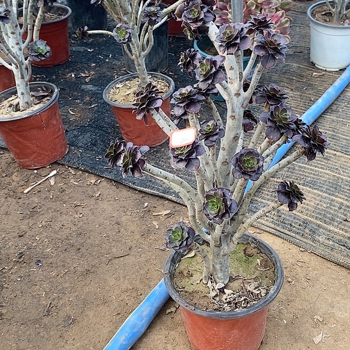 20，黑法师多肉法师