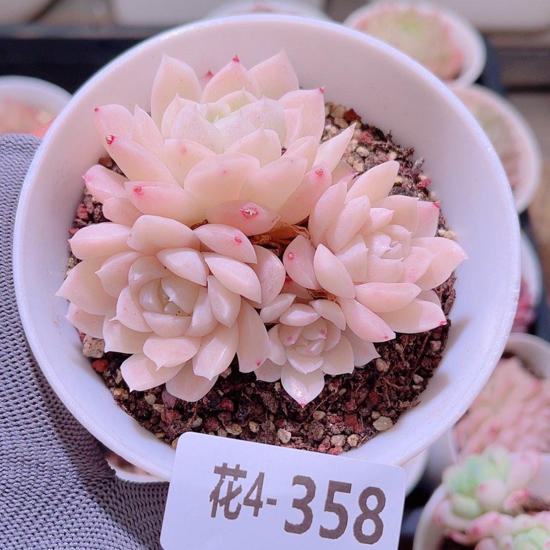 花04-358白冰雪群