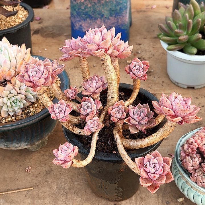 多肉植物，红粉佳人