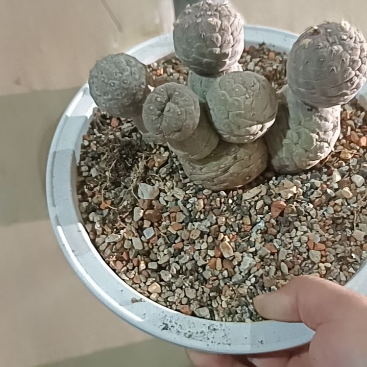 实生仙人球实生仙人球