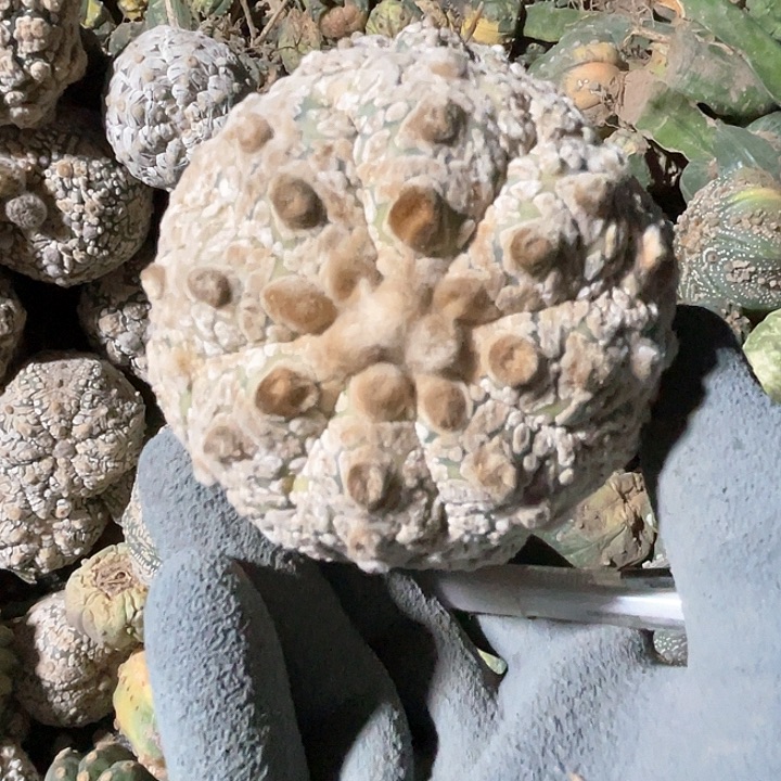 完全开放兜兜兜1