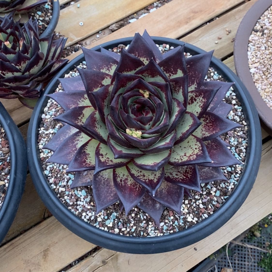 【闪购商品】咖**约204-09补差价