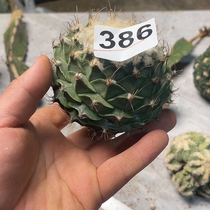 完全开放386滴灌一个