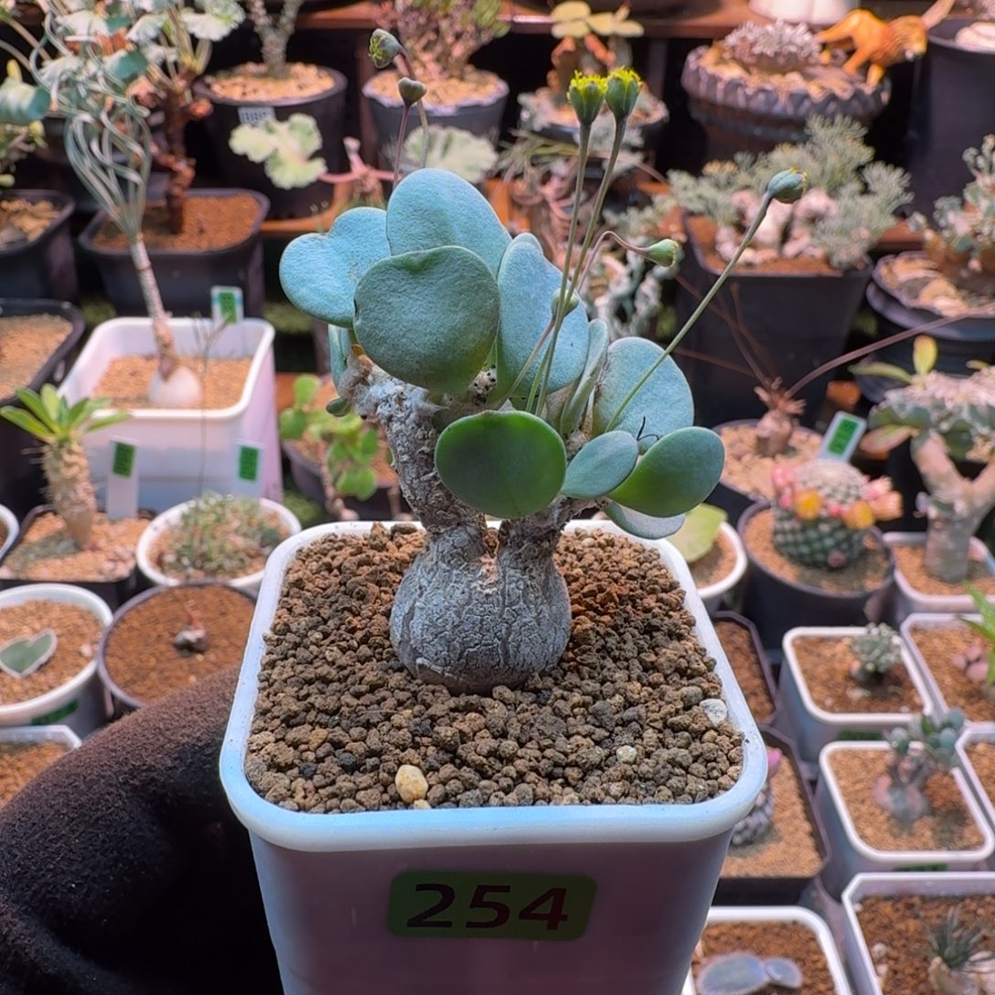 恩特美254 仙人球