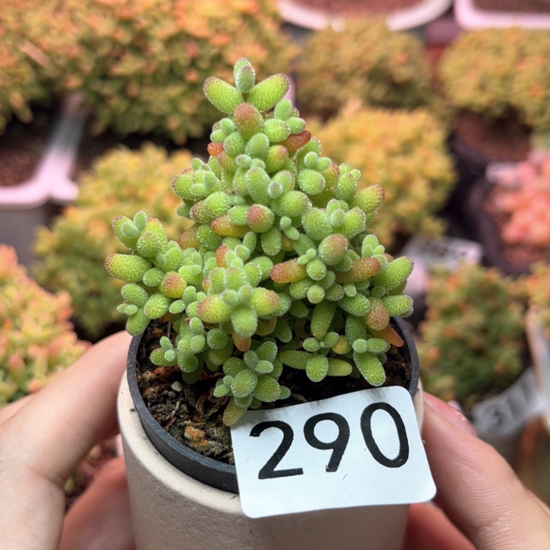 290金桔可爱多肉植物