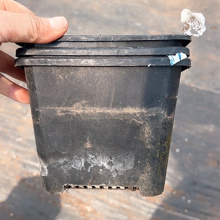 红陶口径13.5高度11黑方一组10个