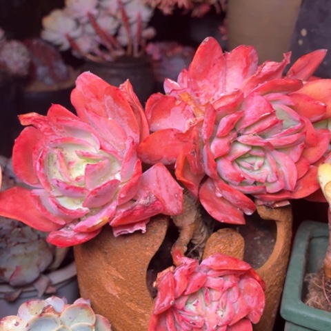 用****8多肉植物的植物