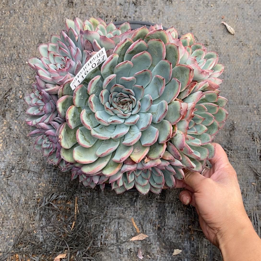 两单包邮1116-27荷花