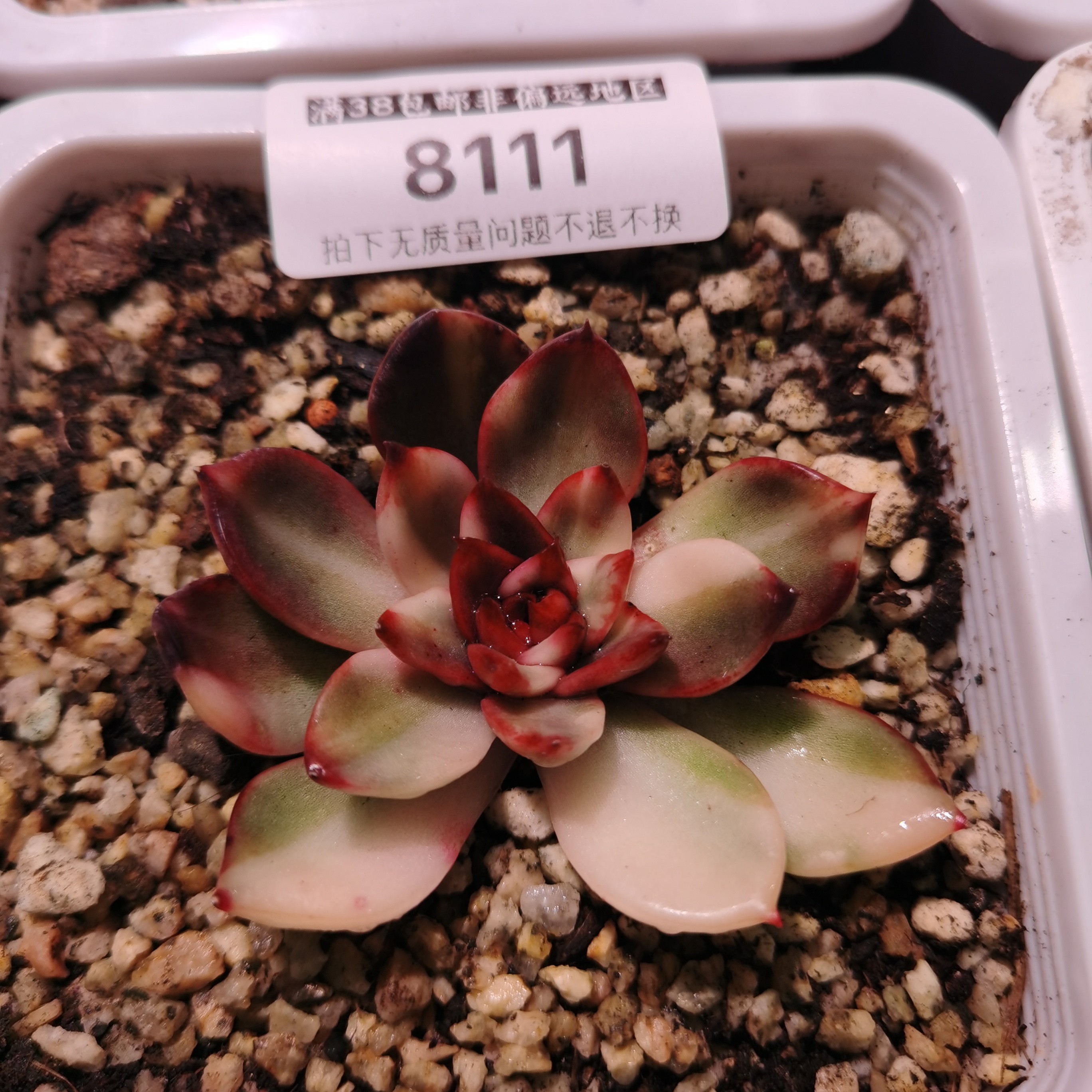 尚品园艺福利彩锦8111