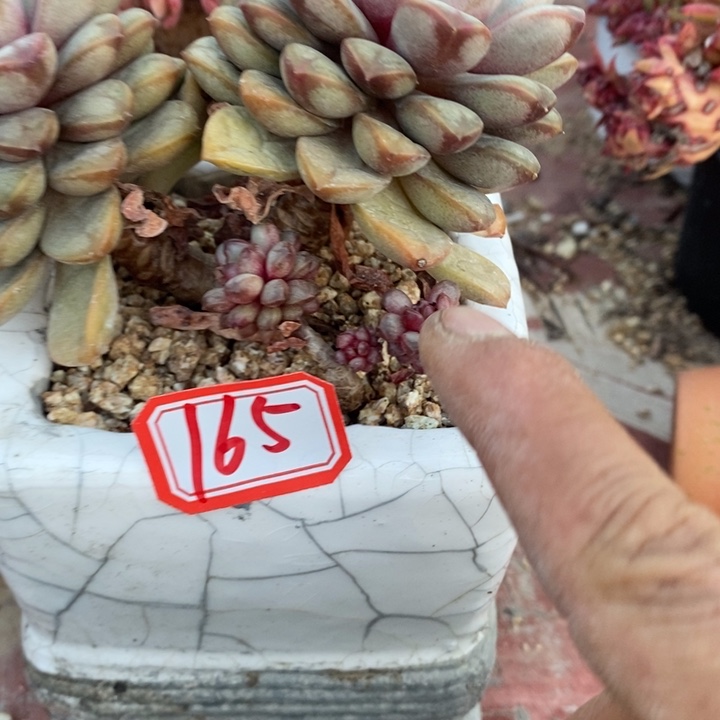 锦**?一物一拍多肉葡萄165