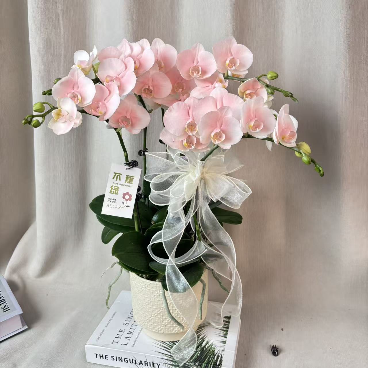 【小蜜桃】蝴蝶兰马卡龙色系 稀缺艺术喷色好养耐养基地直发