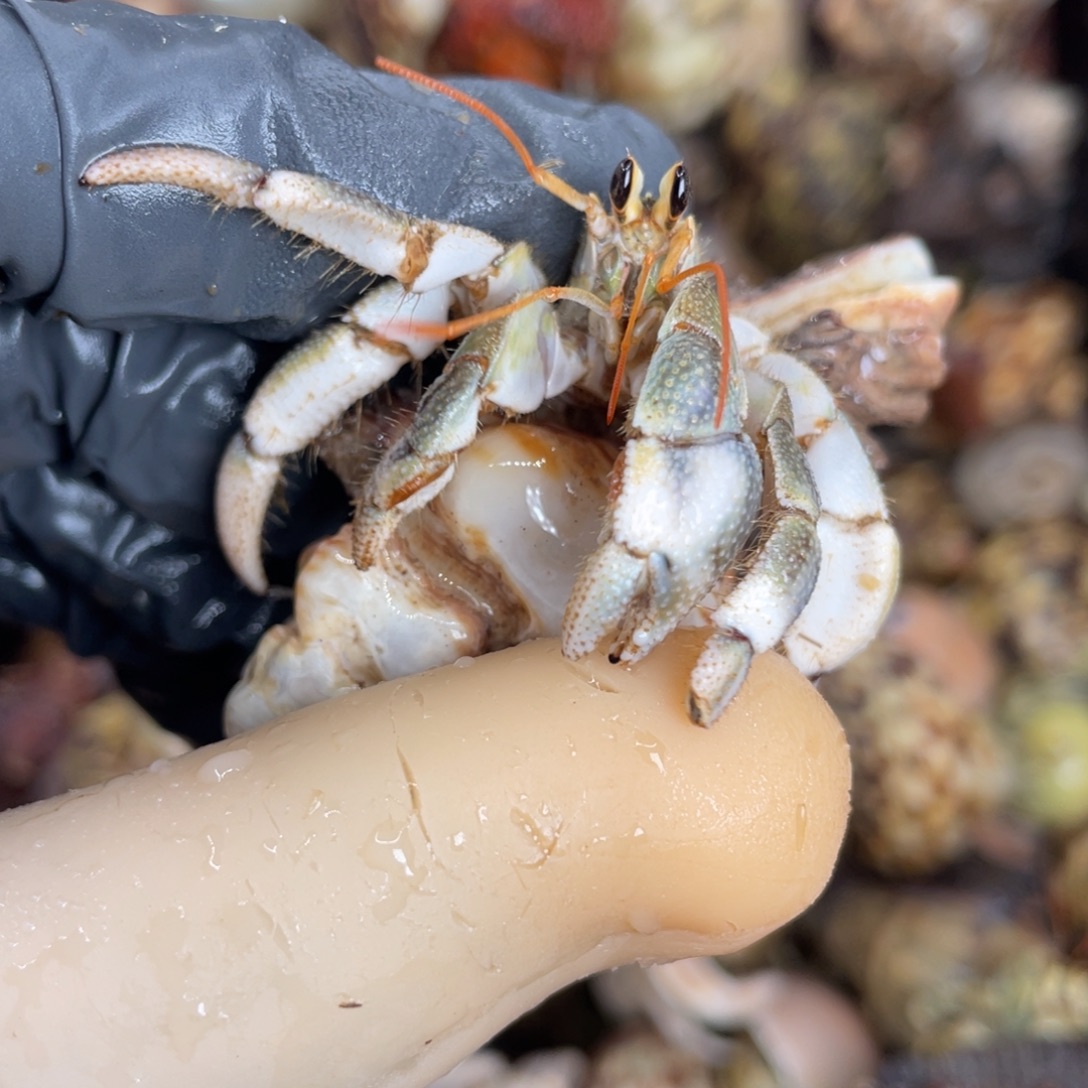 不退不换活体宠物36