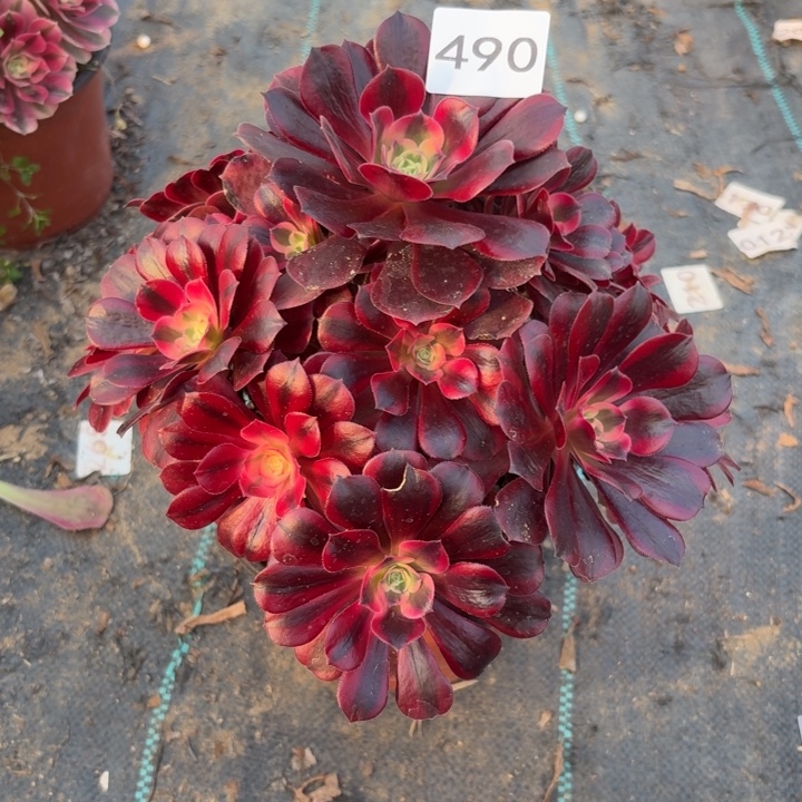 美杜莎多肉植物不包损490